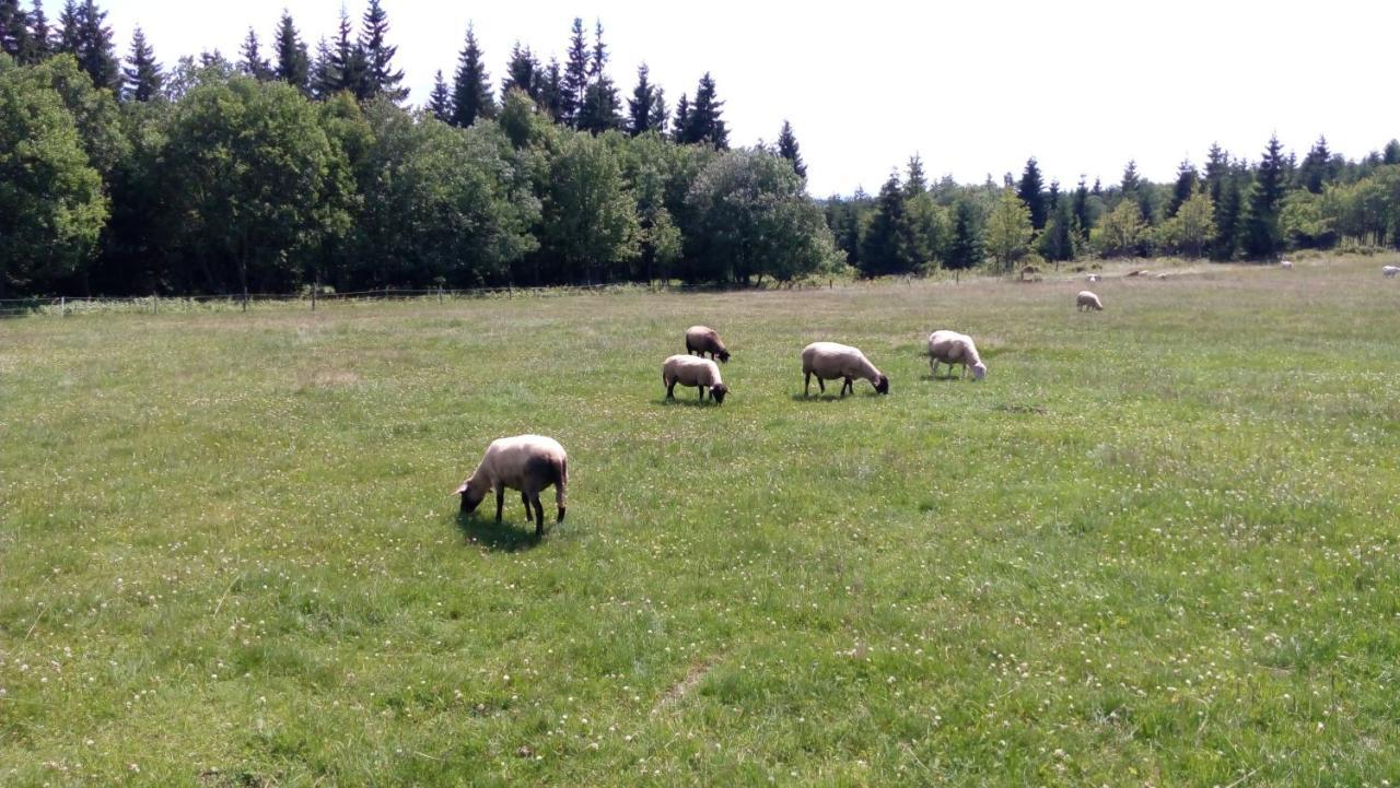 Horska Bouda Dimrovka Hotel Pec pod Sněžkou Kültér fotó